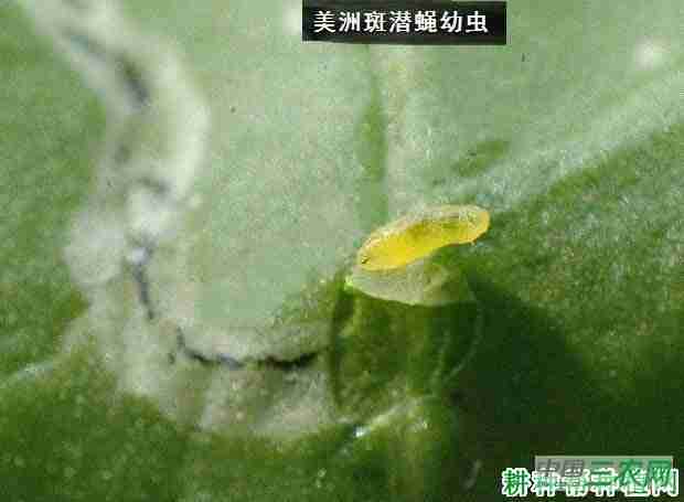 种瓠瓜如何防治美洲斑潜蝇虫(种瓠瓜如何防治美洲斑潜蝇)